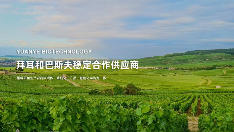 基因检测报告通常包括以下几个部分：